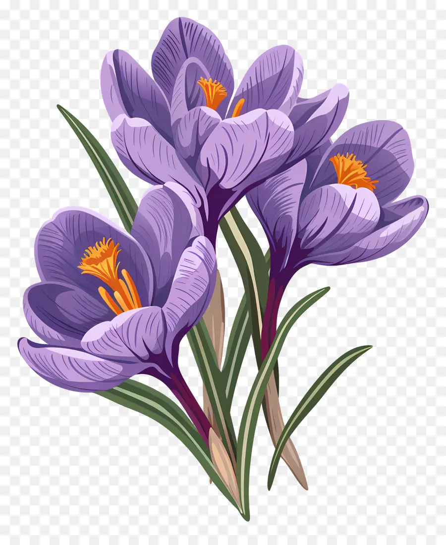 Fleurs De Safran，Fleur Violette PNG