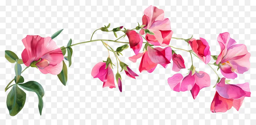 Fleurs De Pois De Senteur，Fleurs Roses PNG