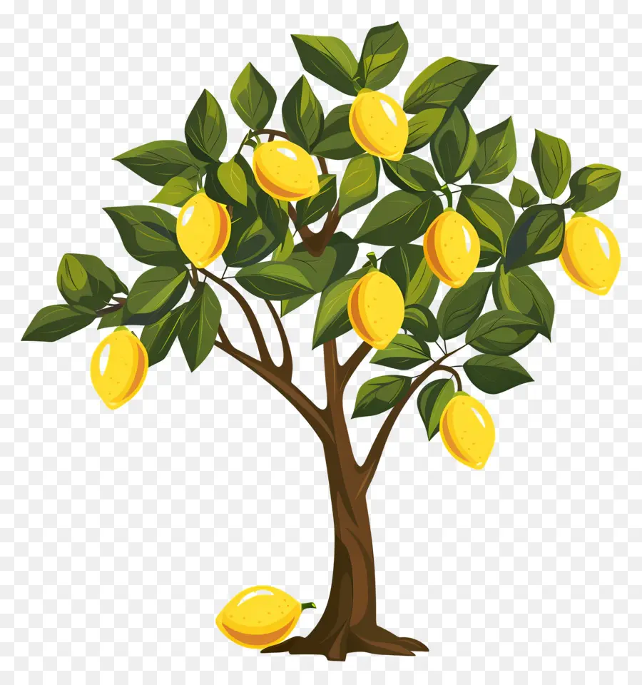 Citronnier，Manguier PNG