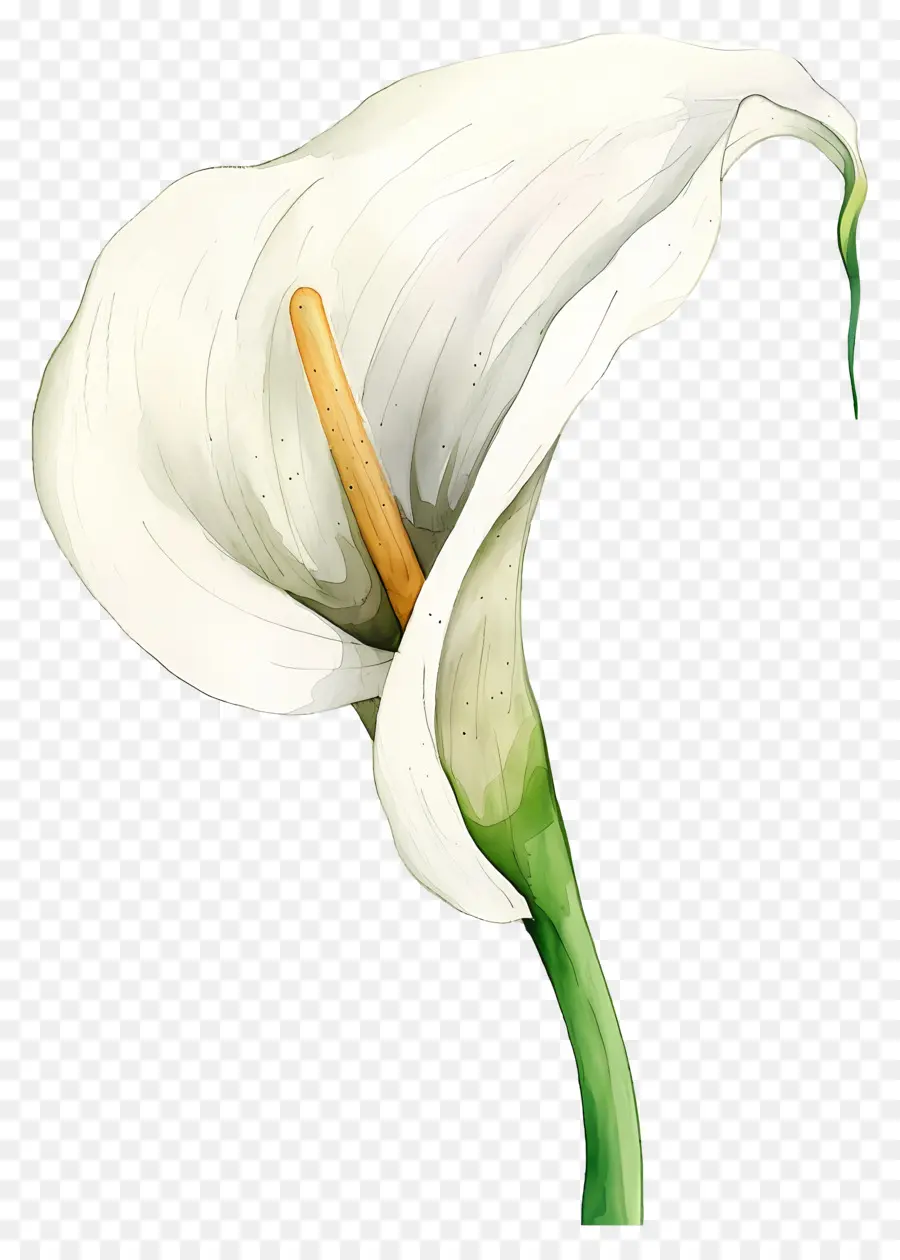 Lily Calla，Lys Calla Blanc PNG