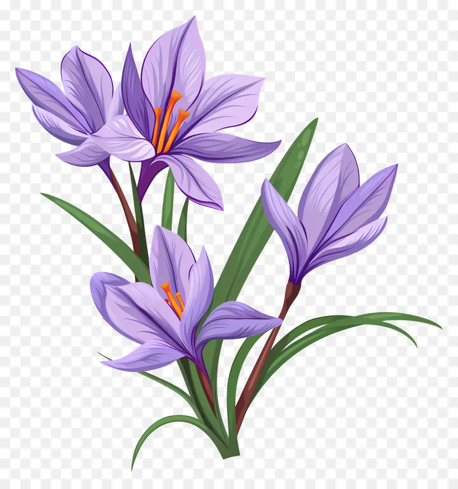 Fleurs De Safran，Fleurs Violettes PNG