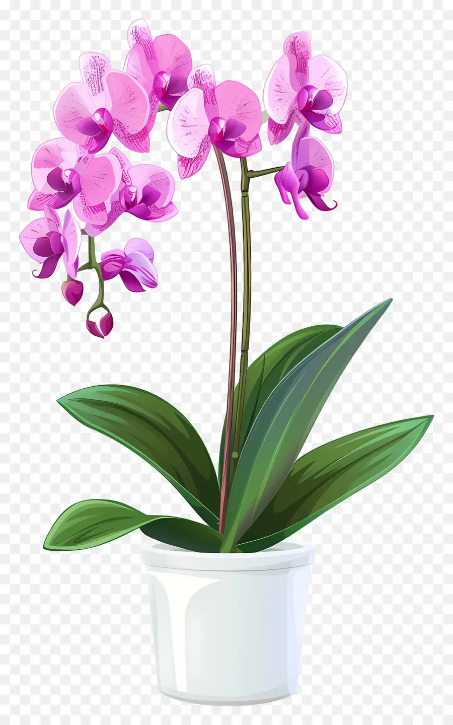 Fleur D'orchidée，Orchidée PNG