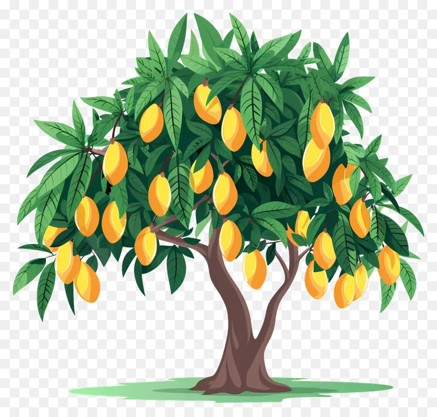 Manguier，Fruit PNG