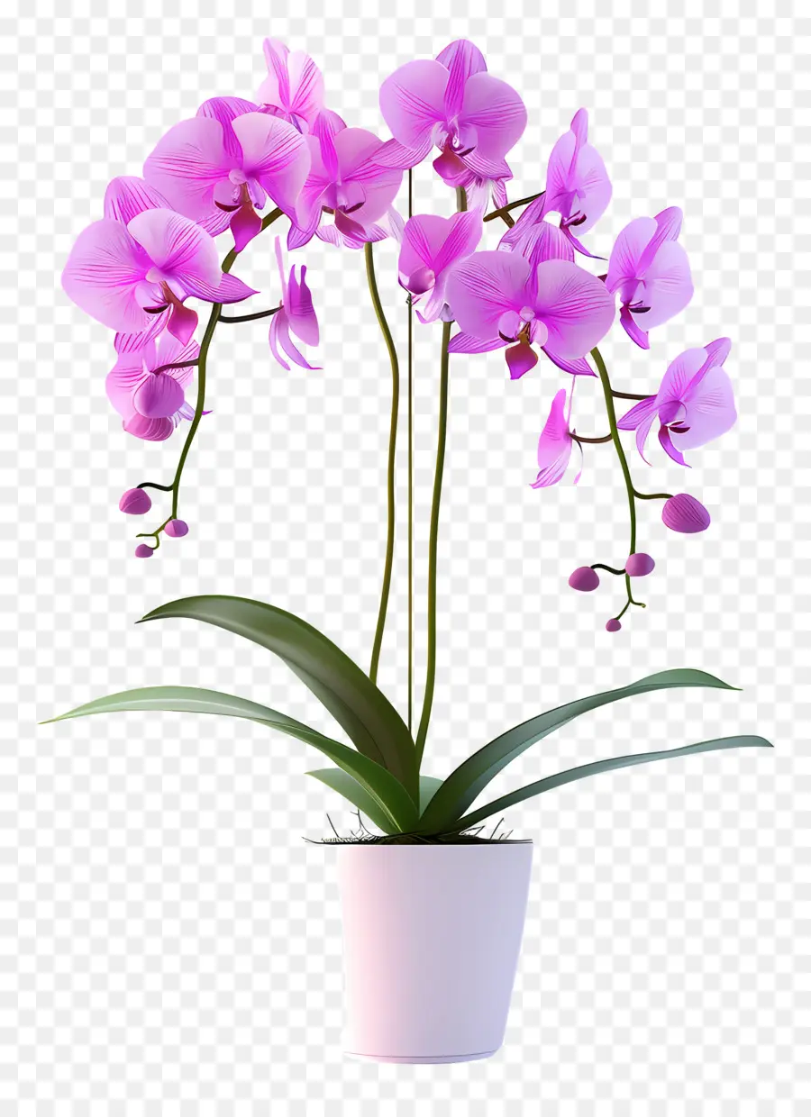 Fleurs D'orchidées En Pot，Orchidée PNG