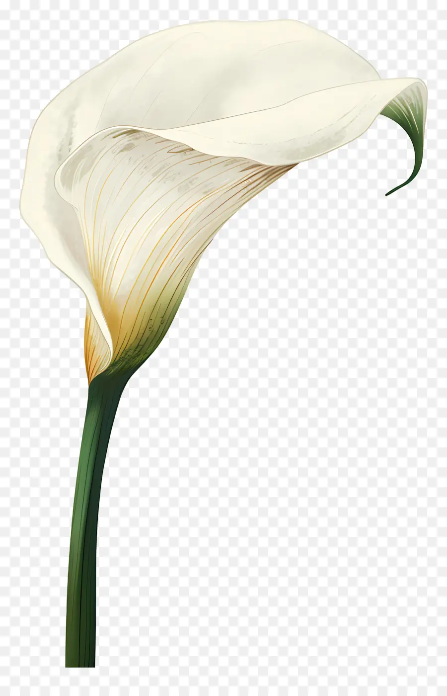 Lily Calla，Lys Calla Blanc PNG