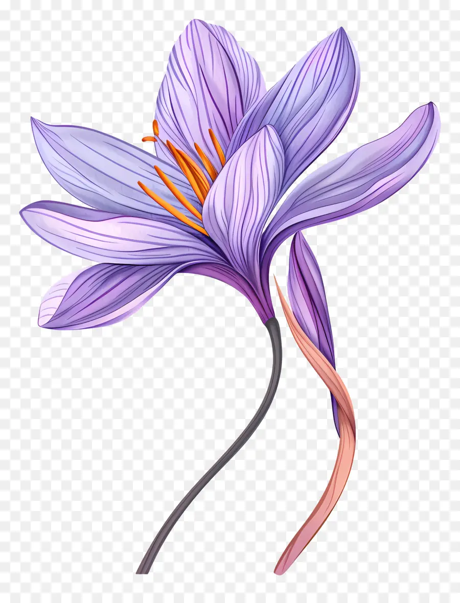 Fleur De Safran，Fleur Violette PNG