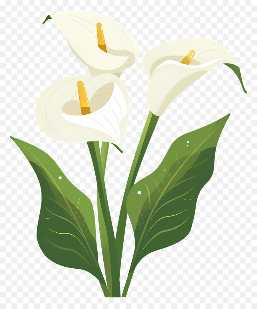 Lily Calla，Lys Calla Blancs PNG