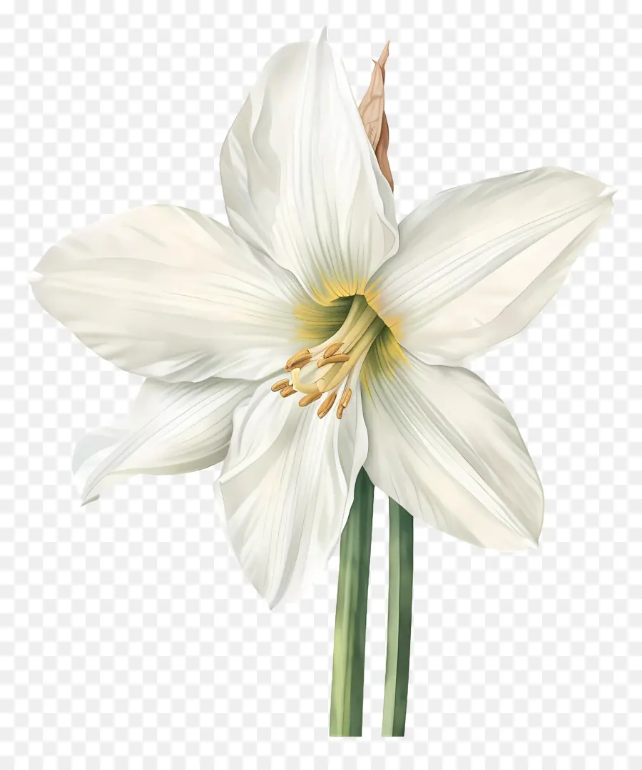 Fleur De Lys，Fleur Blanche PNG