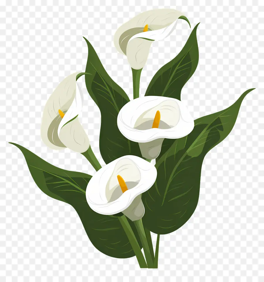 Lily Calla，Lys Calla Blancs PNG