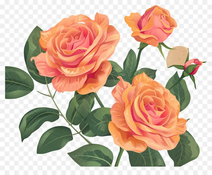 Fleur Rose，Roses Oranges PNG