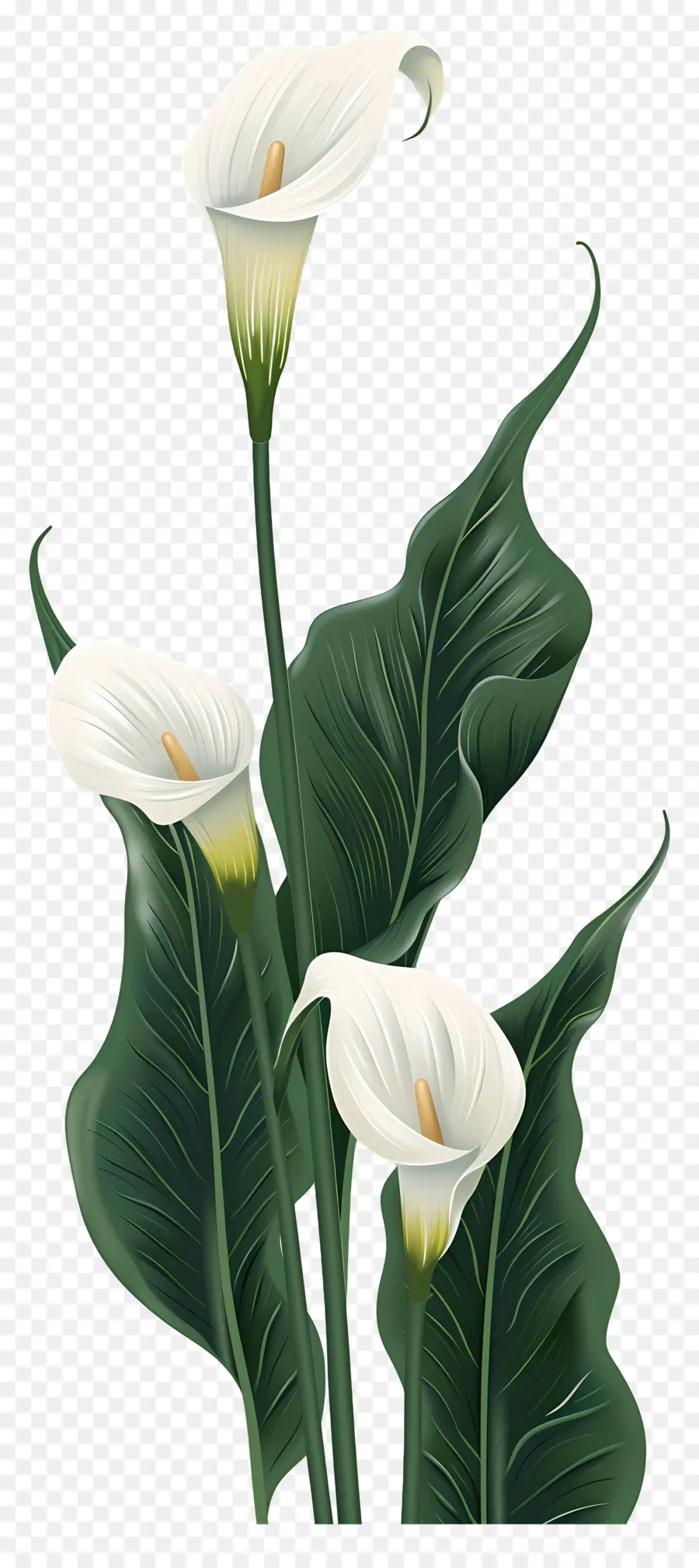 Lily Calla，Blanc PNG