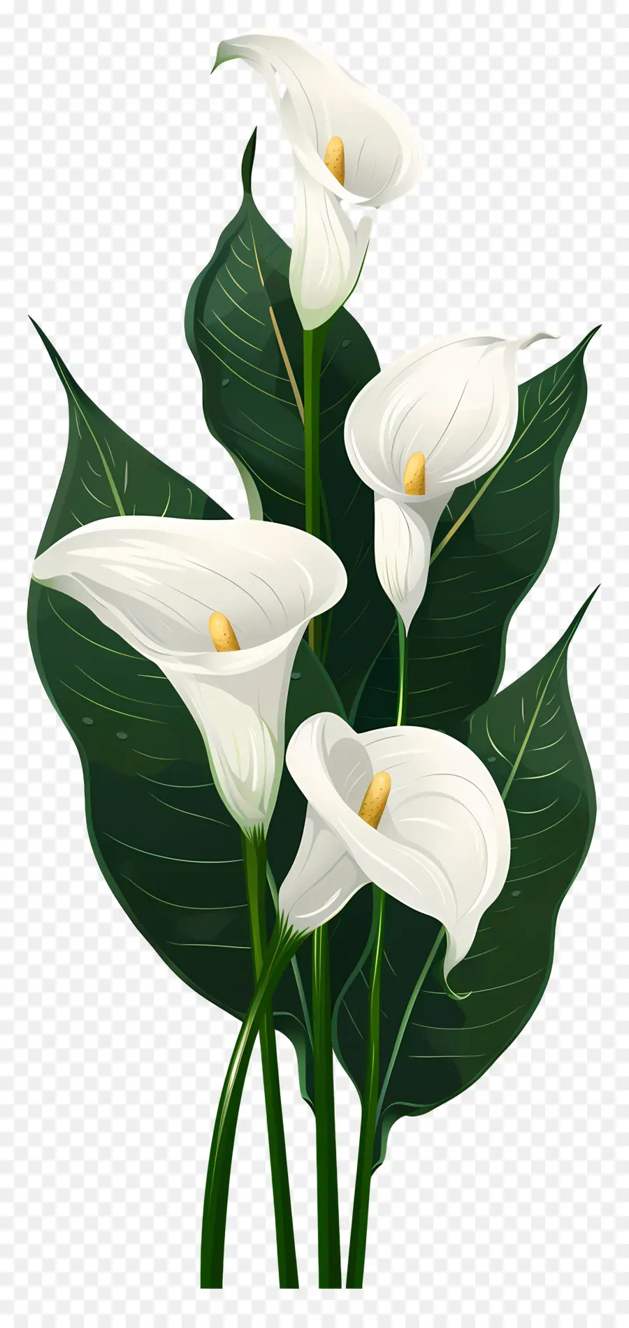 Lily Calla，Blanc PNG