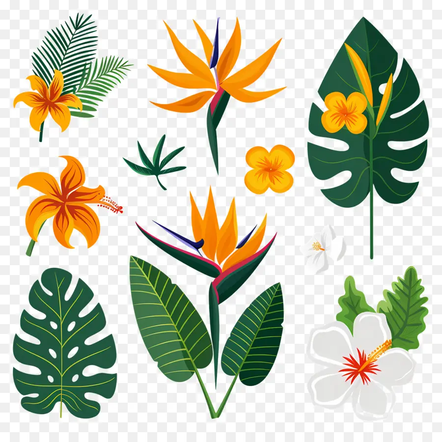 Fleurs Tropicales，Feuilles Et Fleurs Tropicales PNG