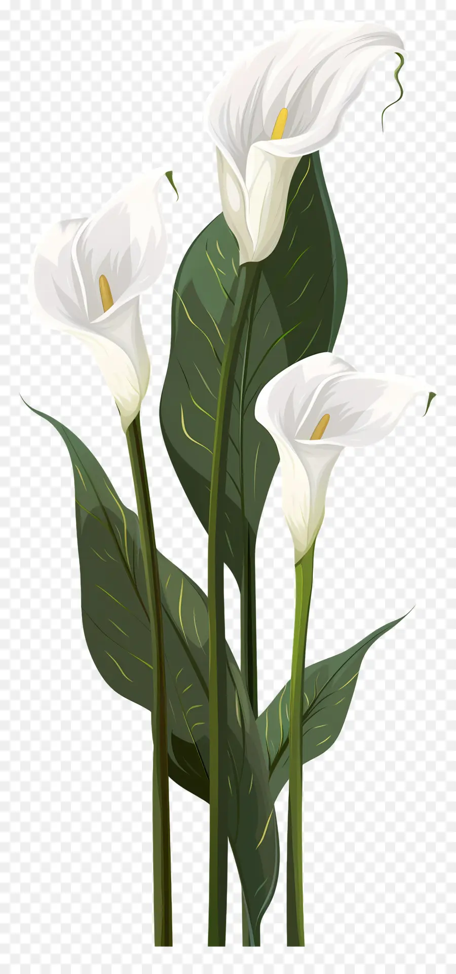 Lily Calla，Blanc PNG