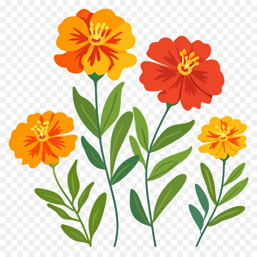 Fleurs De Souci，Fleurs Oranges PNG