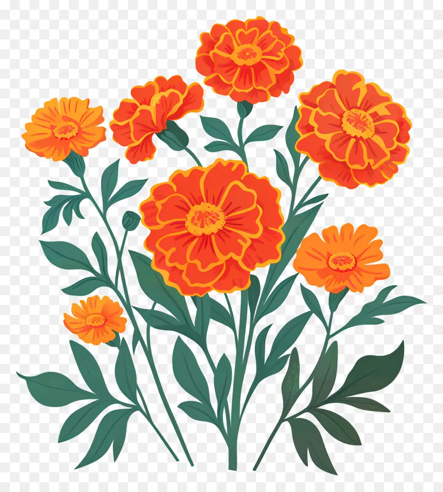 Fleurs De Souci，Fleurs Oranges PNG