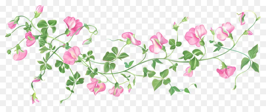 Fleurs De Pois De Senteur，Fleurs Roses PNG