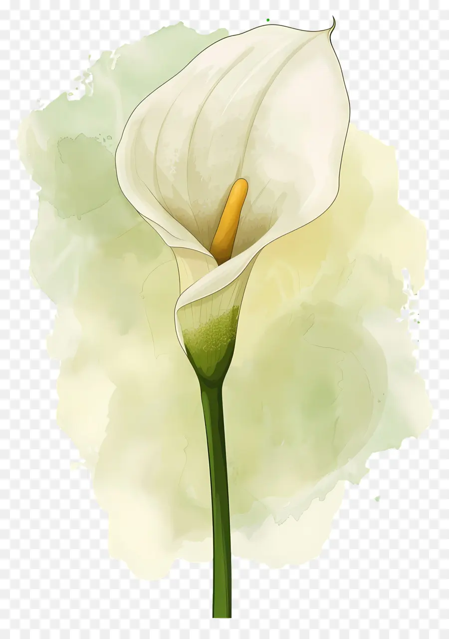 Lily Calla，Lys Calla Blanc PNG