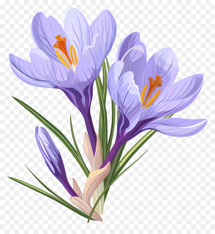 Fleurs De Safran，Fleurs Violettes PNG