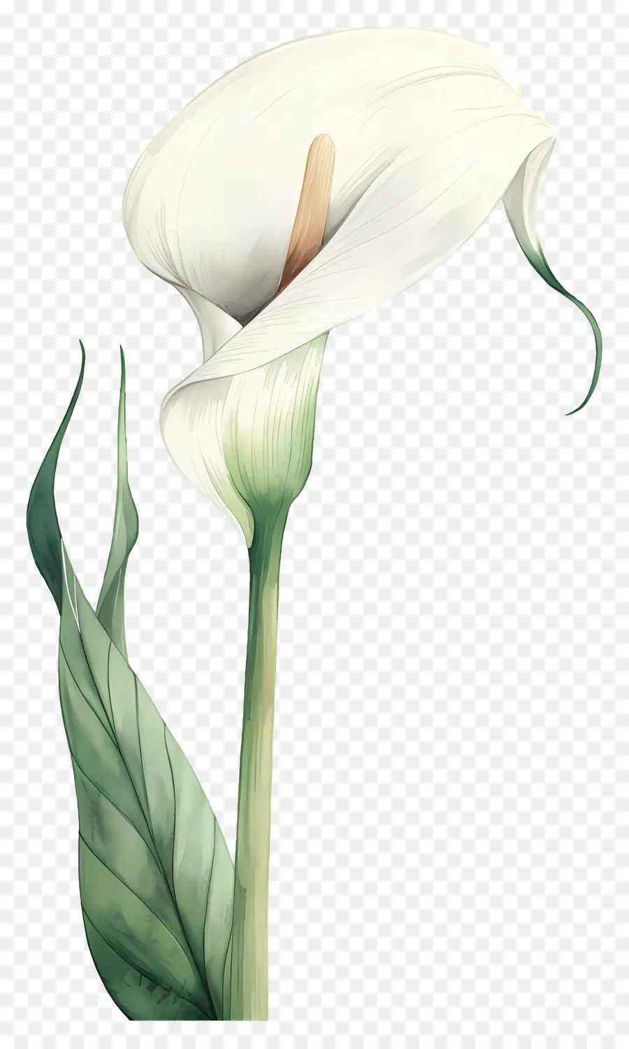 Lily Calla，Lys Calla Blanc PNG