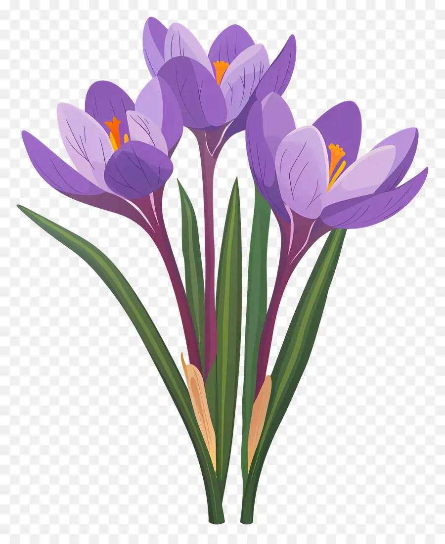 Fleurs De Safran，Fleurs Violettes PNG