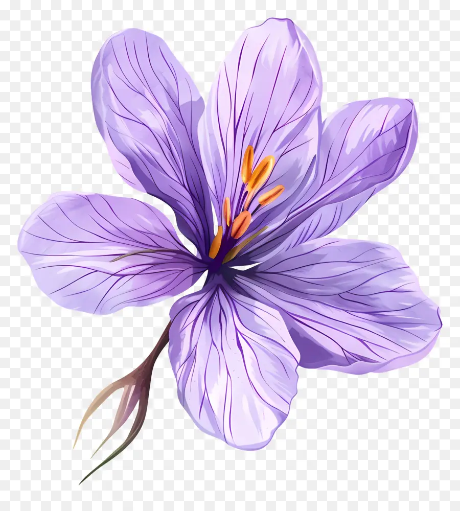 Fleur De Safran，Fleurs Violettes PNG