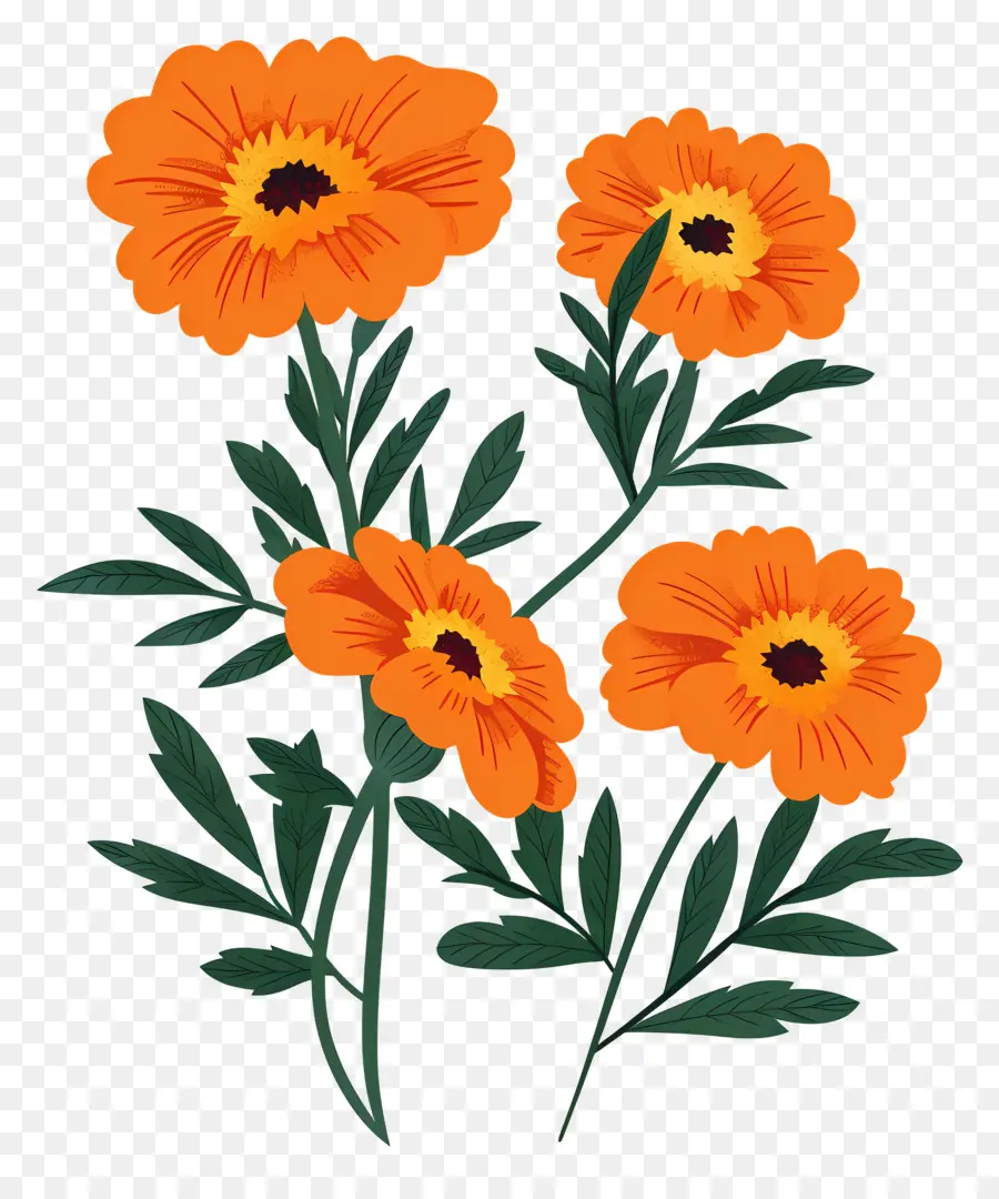 Fleurs De Souci，Fleurs Oranges PNG