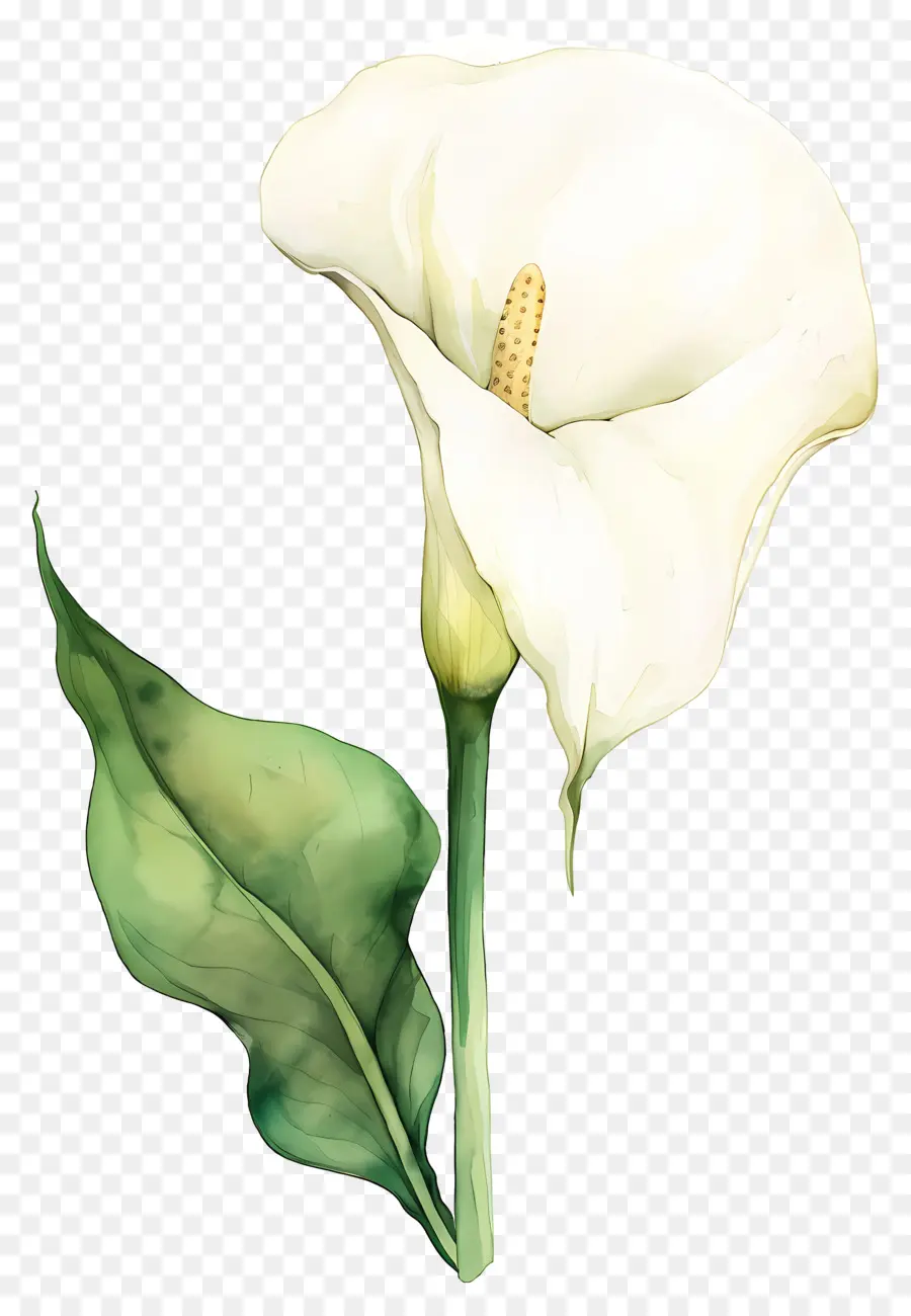 Lily Calla，Lys Calla Blanc PNG