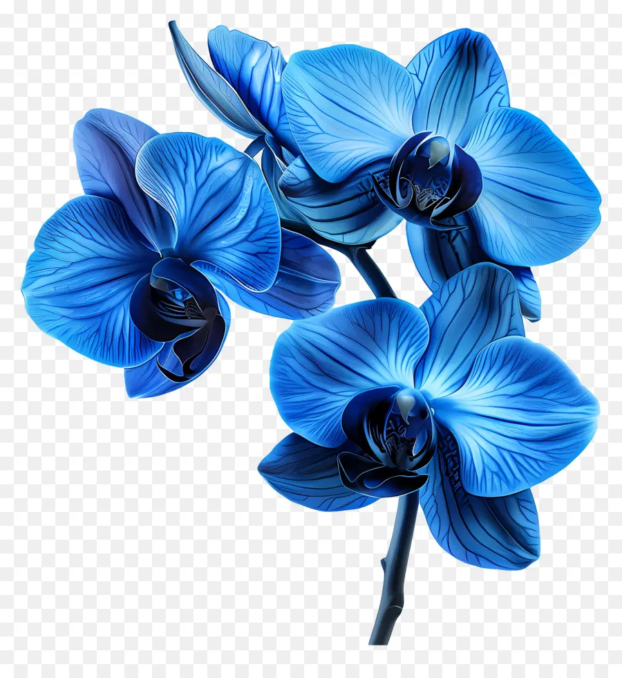 Fleur D'orchidée，Orchidée Bleue PNG