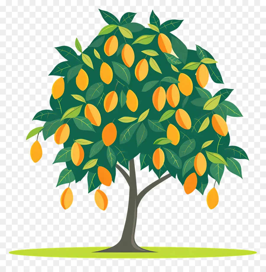 Manguier，Fruit PNG