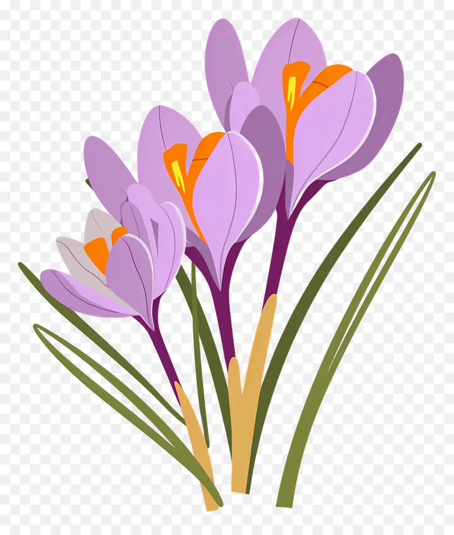 Fleurs De Safran，Fleurs Violettes PNG