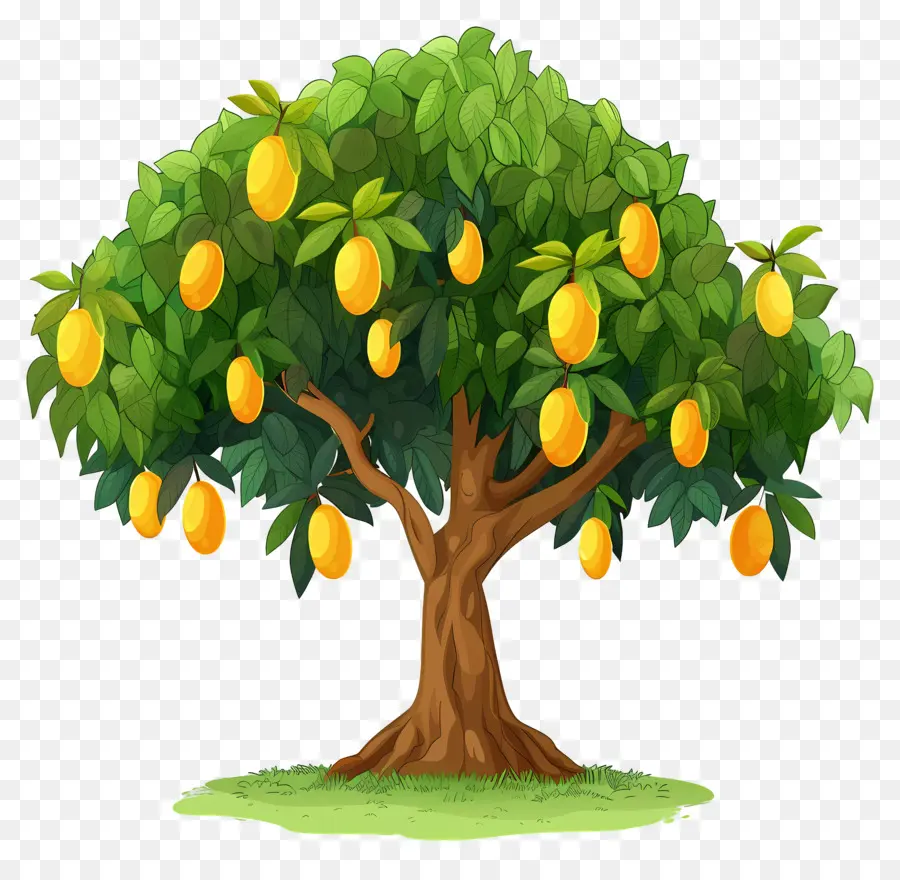 Manguier，Fruit PNG