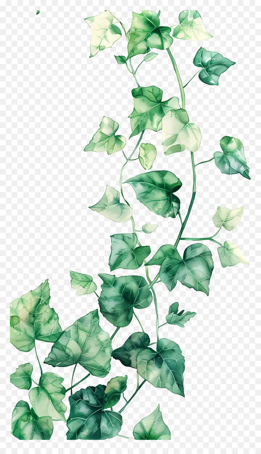 Plante Grimpante，Feuilles De Lierre PNG