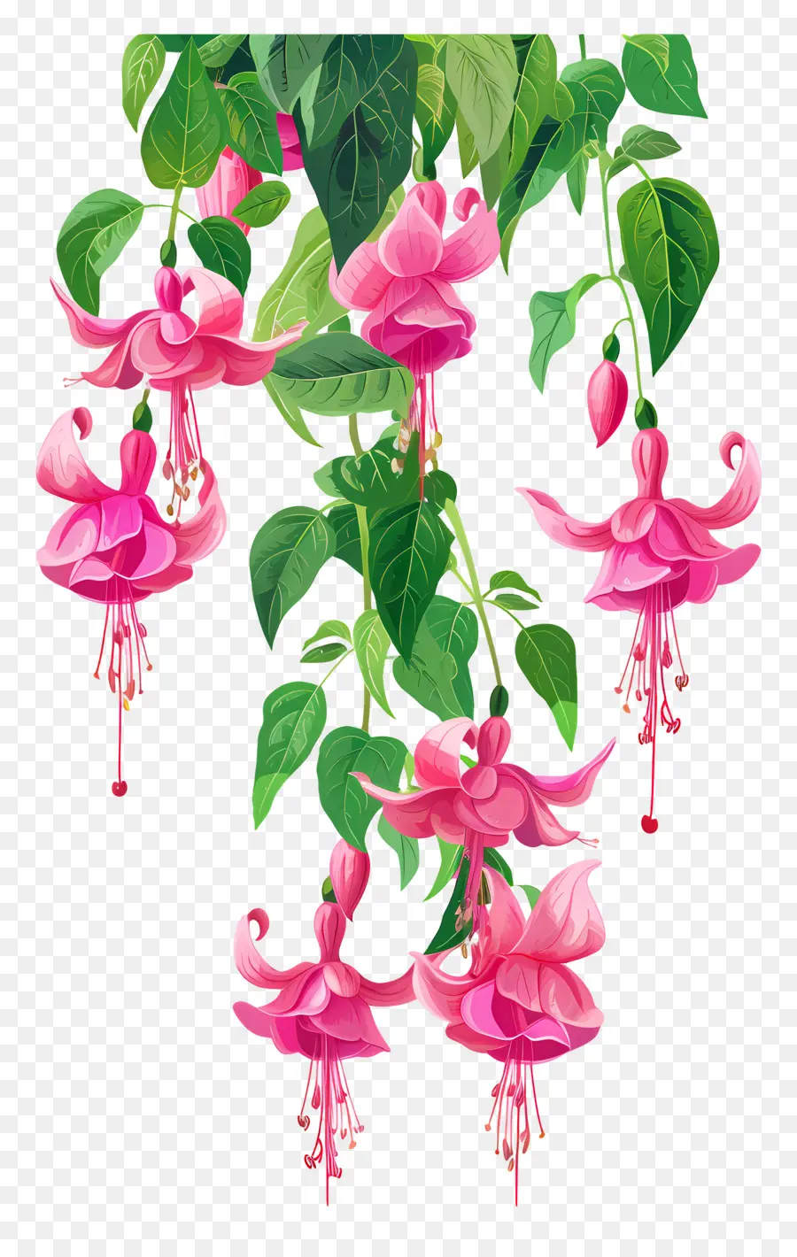 Fleurs Suspendues，Fleurs Fuchsia Roses PNG