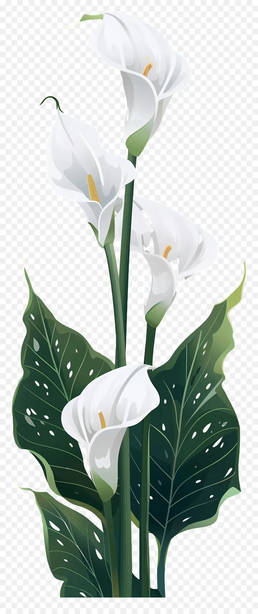 Lily Calla，Blanc PNG