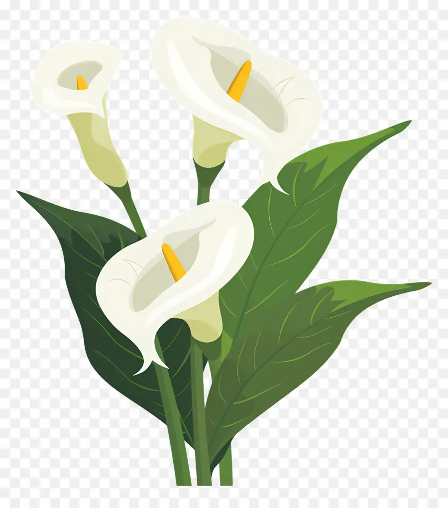 Lily Calla，Lys Calla Blancs PNG