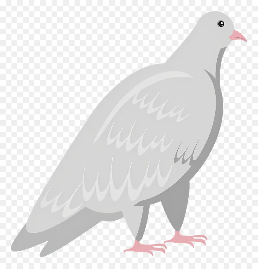 Colombe，Pigeon PNG