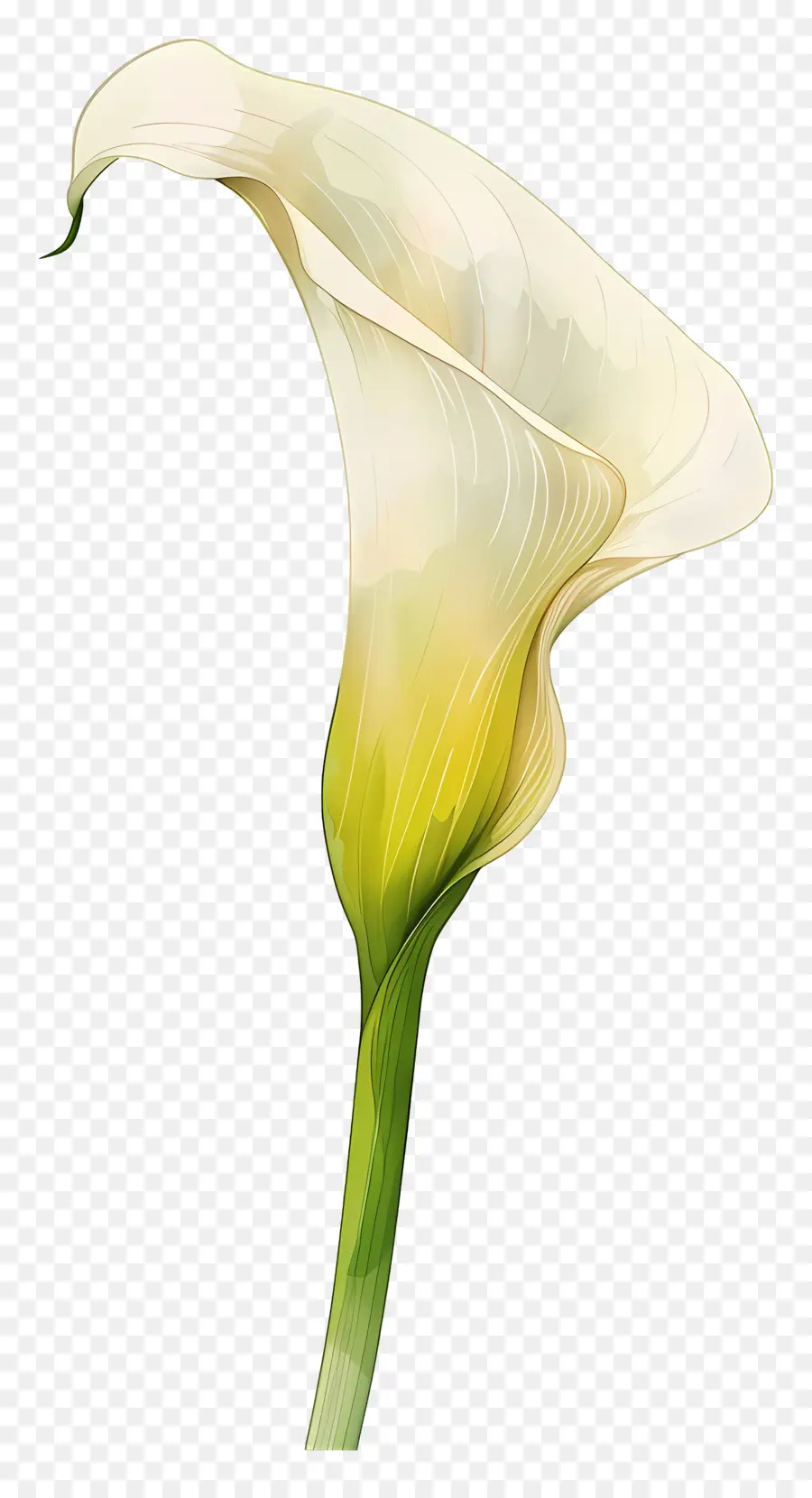 Lily Calla，Lys Calla Blanc PNG