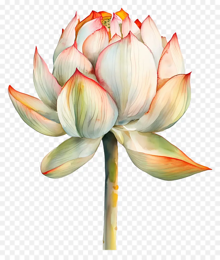 Lotus Aquarelle，Lotus Rose PNG