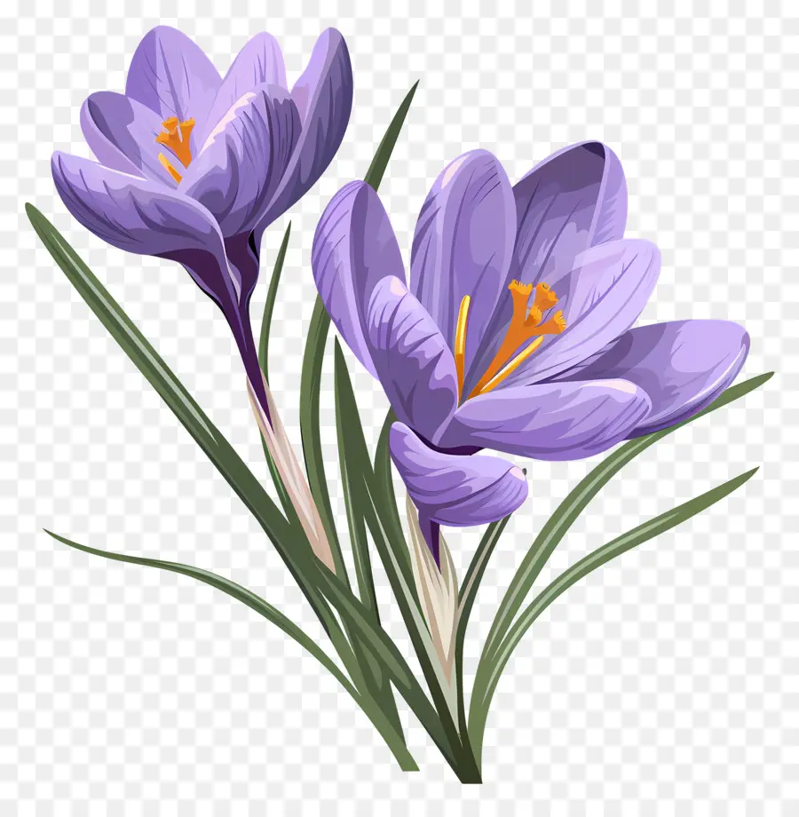 Fleurs De Safran，Fleurs Violettes PNG