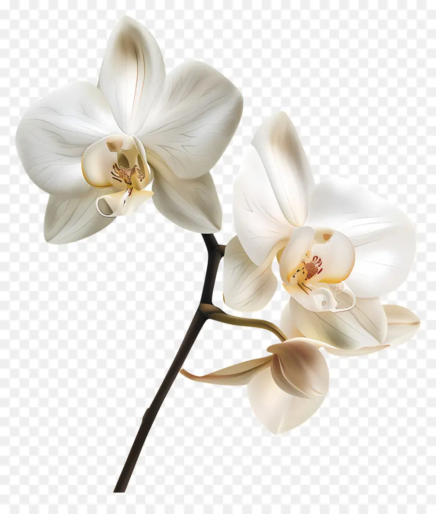 Fleurs D'orchidée Vanille，Orchidée Blanche PNG