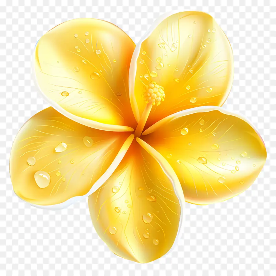 Fleur De Pluméria，Fleur Jaune Avec Des Gouttelettes D'eau PNG