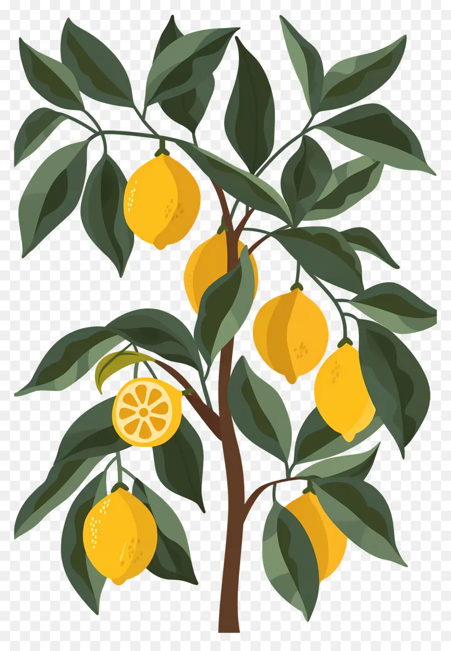 Citronnier，Citron PNG