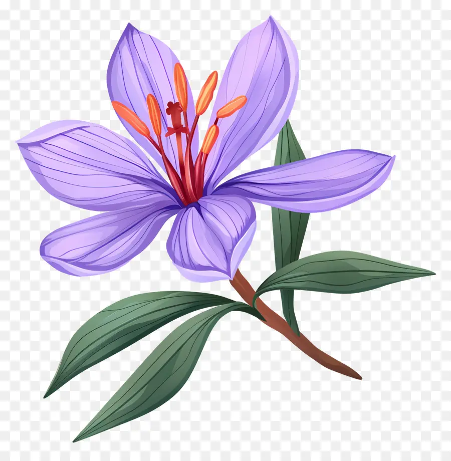 Fleur De Safran，Fleurs Violettes PNG