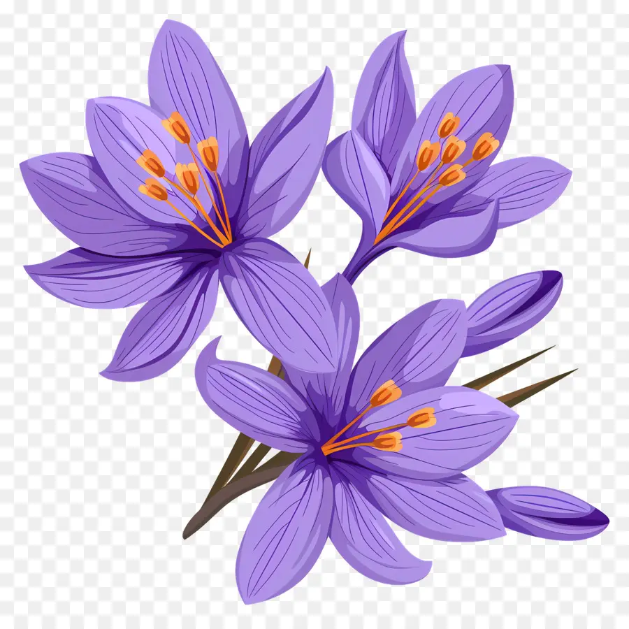 Fleurs De Safran，Fleurs Violettes PNG