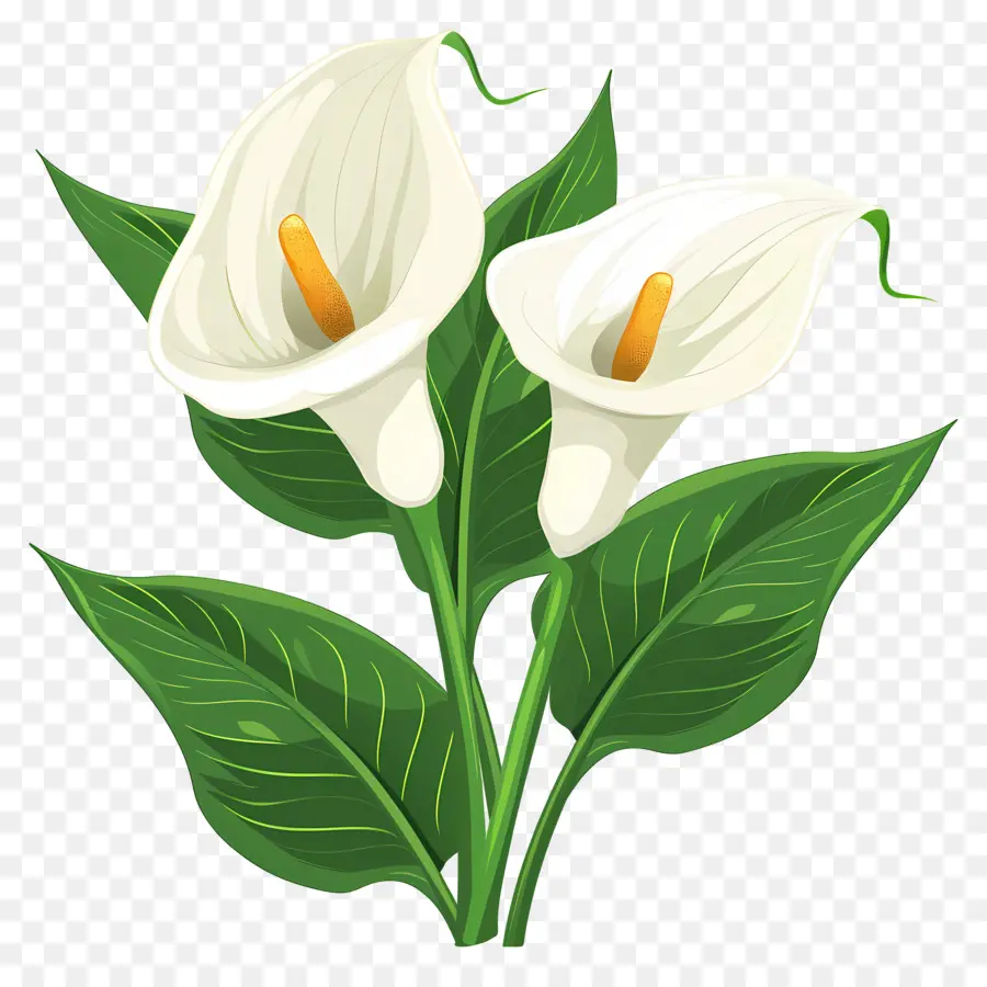 Lily Calla，Lys Calla Blancs PNG