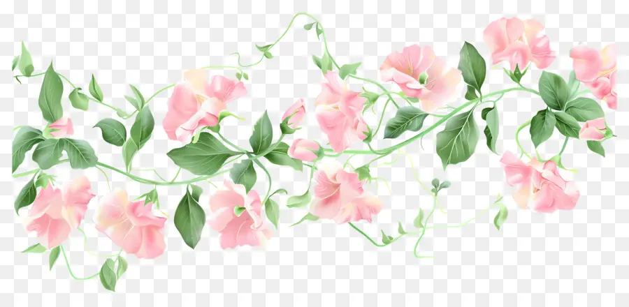 Fleurs De Pois De Senteur，Fleurs Roses PNG