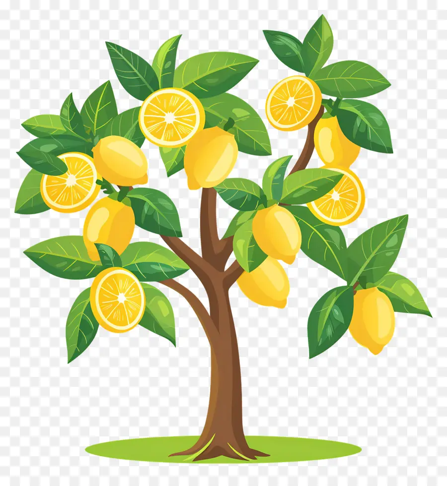 Citronnier，Manguier PNG