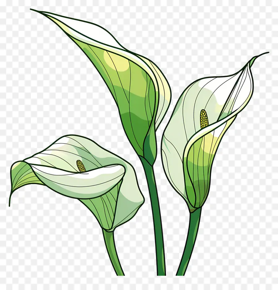 Lily Calla，Lys Calla Blancs PNG