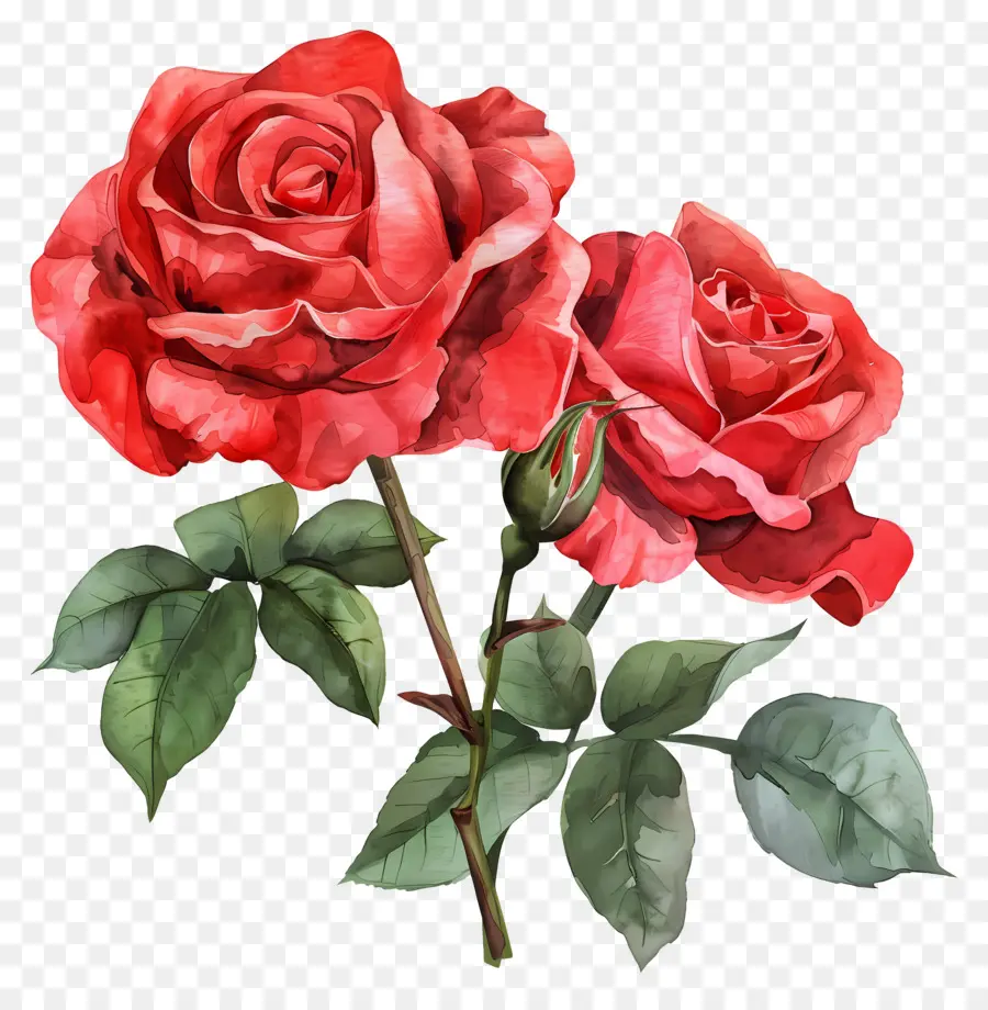 Fleur Rose，Roses Colorées PNG